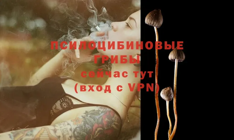 Галлюциногенные грибы Magic Shrooms  Межгорье 